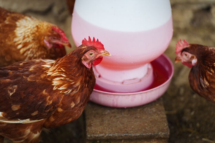 kip supplementen welkoop